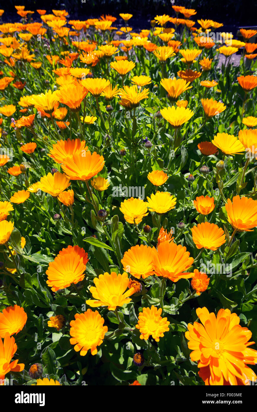 garden-pot marigold (Calendula officinalis), blooming, Germany Stock Photo