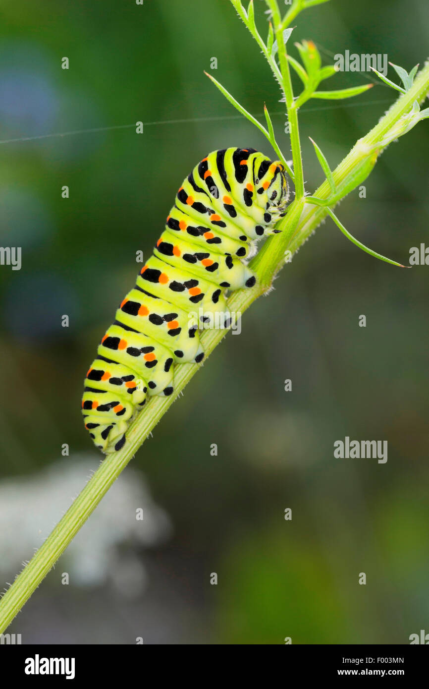 Swallowtail papilio machaon caterpillar feeds hires stock photography