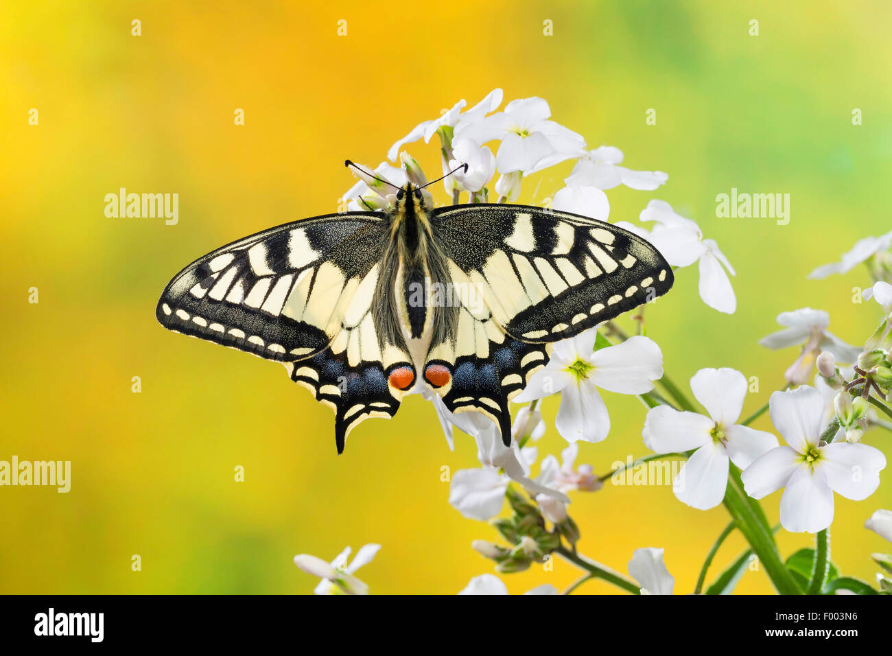 swallowtail (Papilio machaon), sits on crucifer, Germany Stock Photo