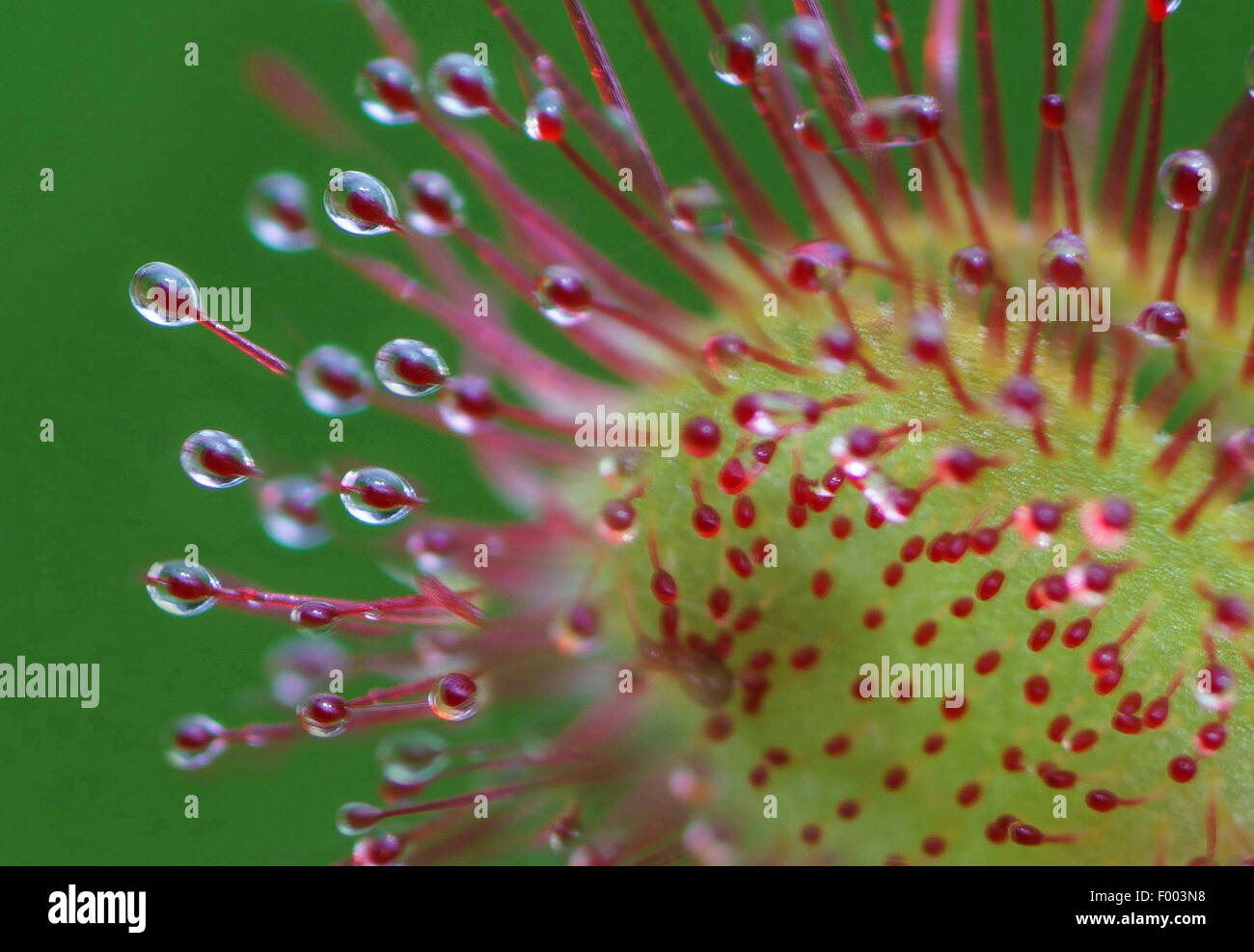 round-leaved sundew, roundleaf sundew (Drosera rotundifolia), trap leaf with glands, Germany, Bavaria, Oberbayern, Upper Bavaria Stock Photo