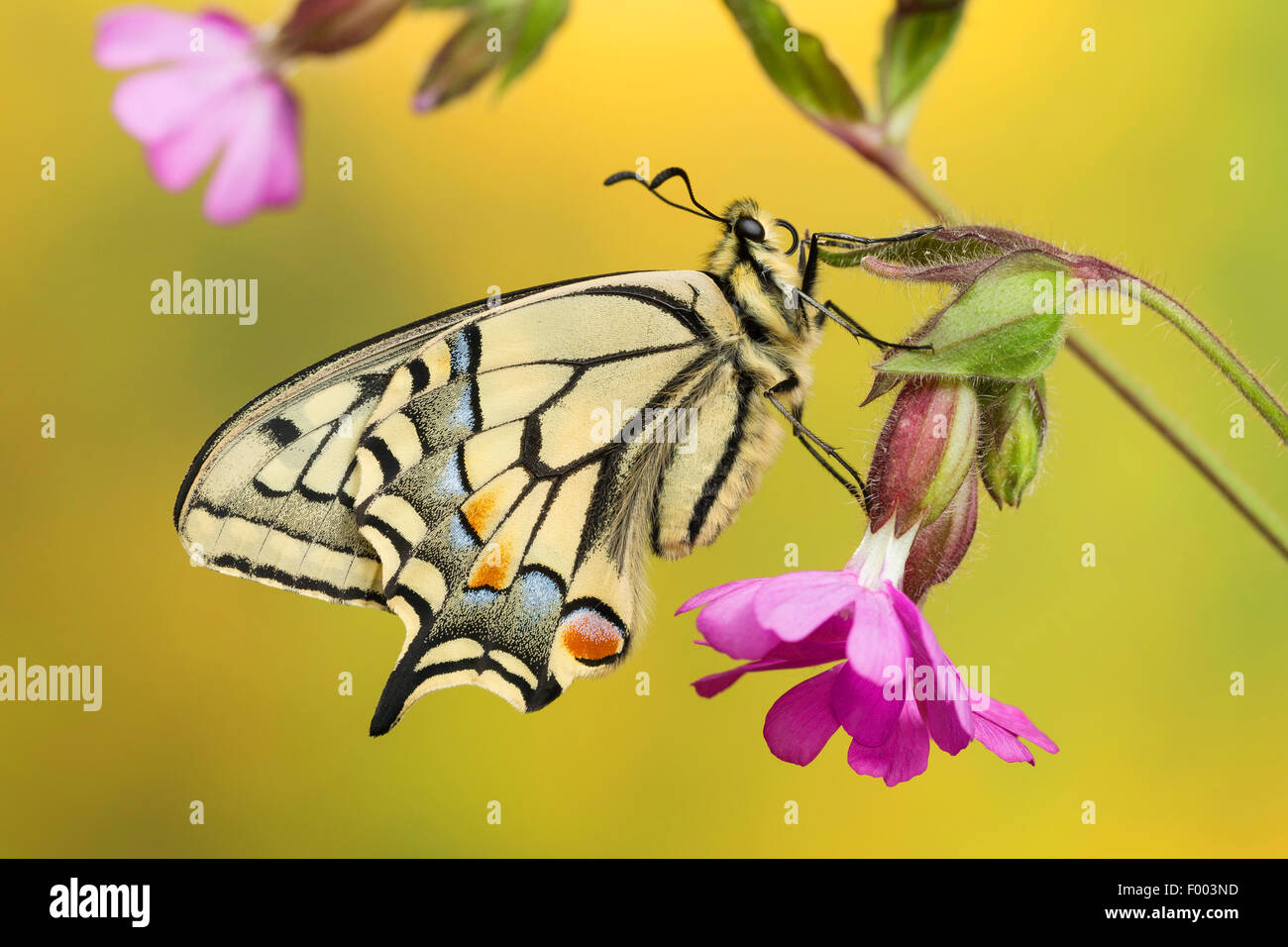 swallowtail (Papilio machaon), sits on a campion, Germany Stock Photo