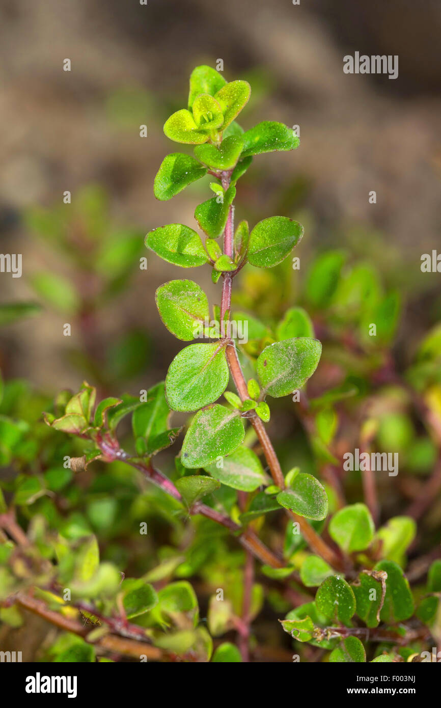 Broad-Leaved Thyme, Dot Wells Creeping Thyme, Large Thyme, Lemon Thyme, Mother of Thyme, Wild Thyme (Thymus pulegioides), sprout, Germany Stock Photo