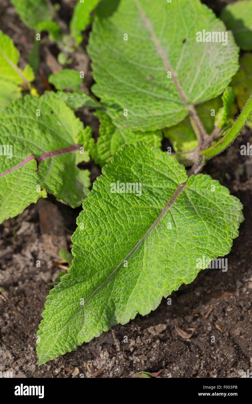 meadow clary, meadow sage (Salvia pratensis), leaves before flowering