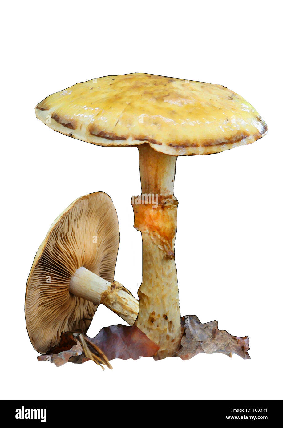 rooting poisonpie (Hebeloma radicosum), two fruiting bodies, cut-out Stock Photo