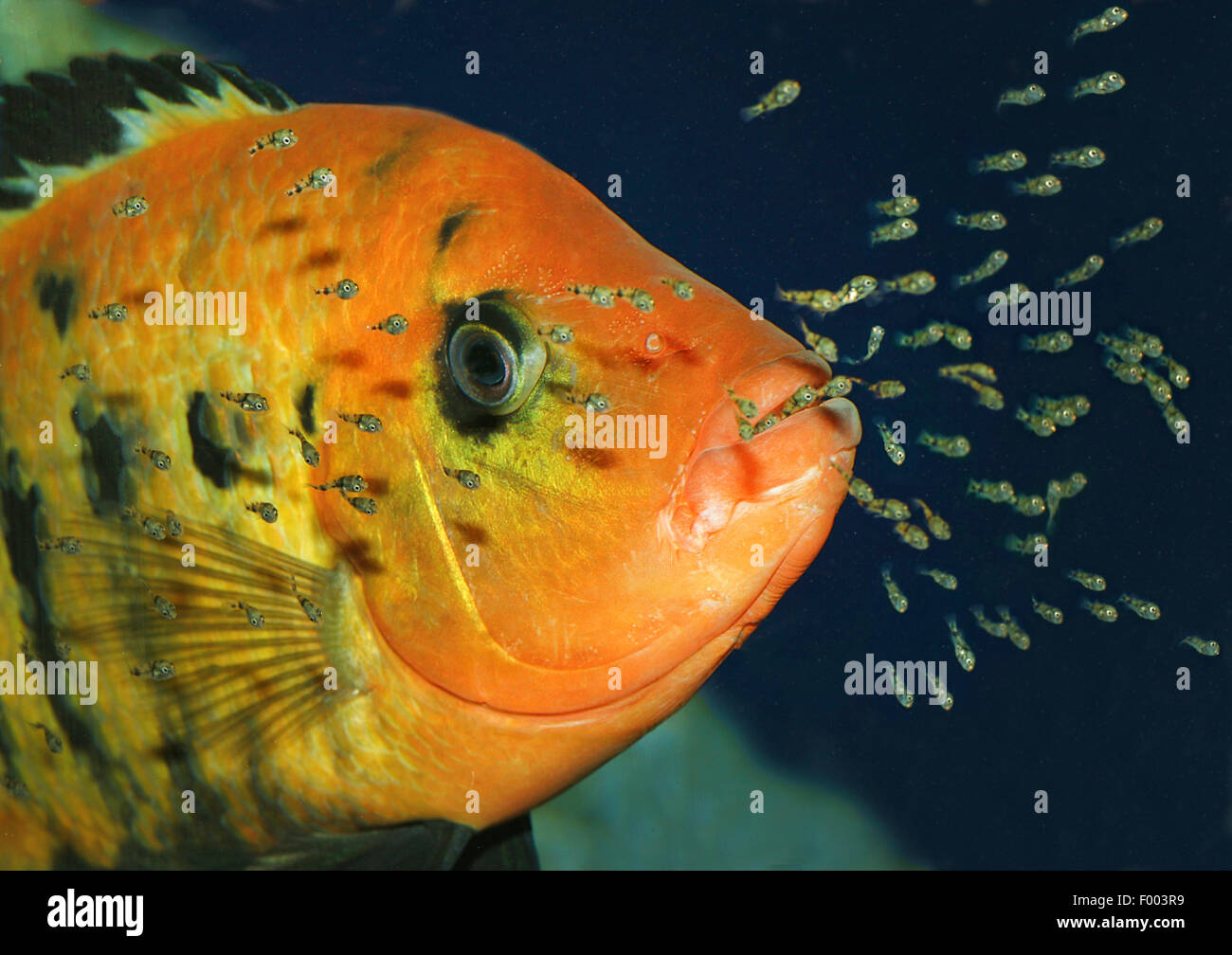 Haplochromis hires stock photography and images Alamy