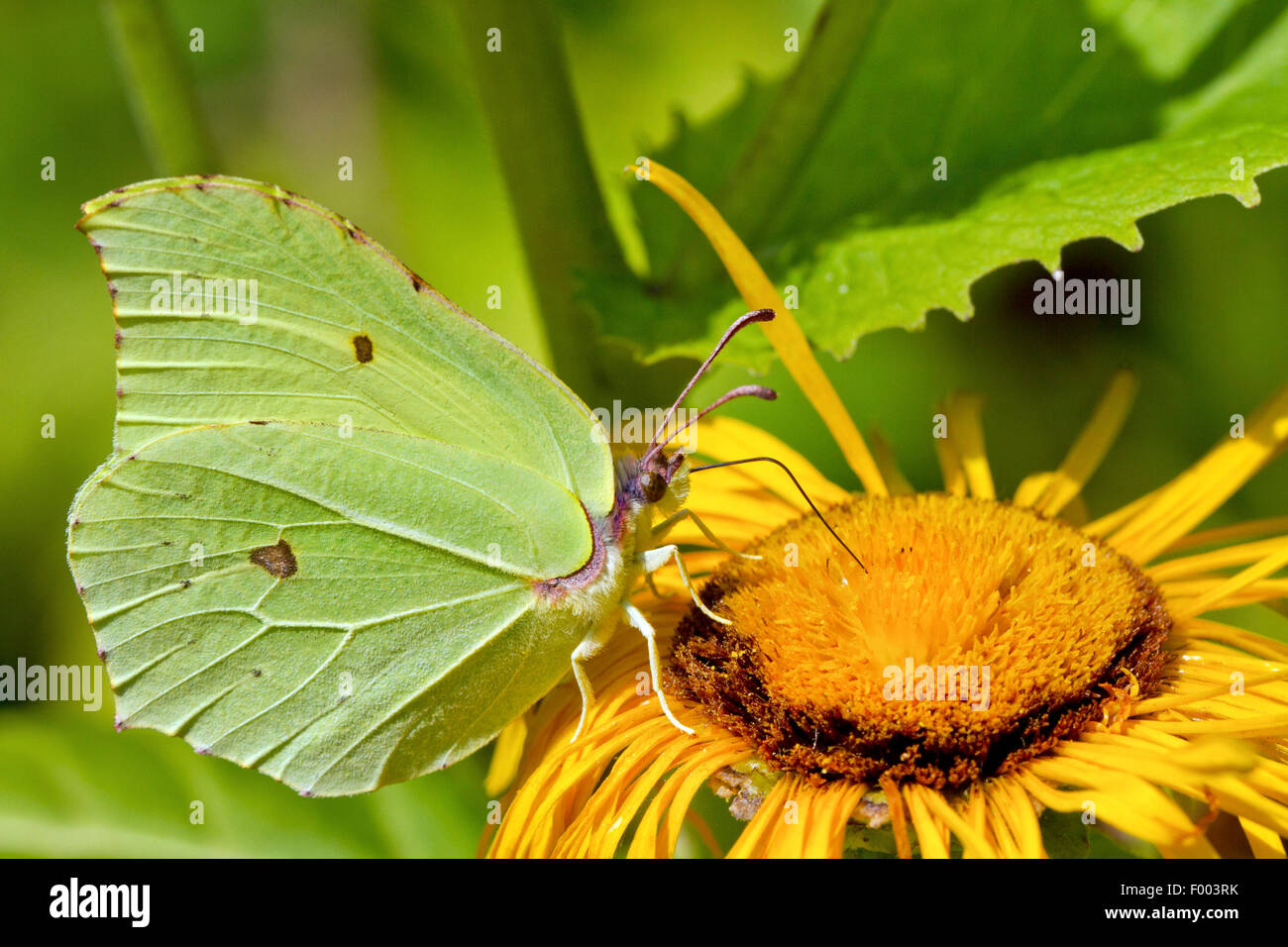 brimstone (Gonepteryx rhamni), sitting on a yellow oxeye blossom and sucking nectar , Germany, Mecklenburg-Western Pomerania Stock Photo