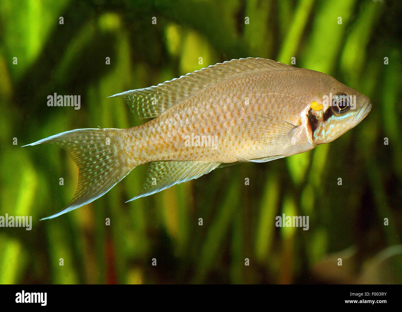 Princess of Burundi, Lyretail Lamprologus (Neolamprologus brichardi, Lamprologus brichardi, Lamprologus elongatus), swimming Stock Photo