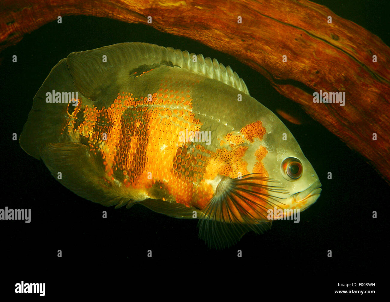 oscar, oscar's cichlid, velvet cichlid (Astronotus ocellatus), swimming Stock Photo