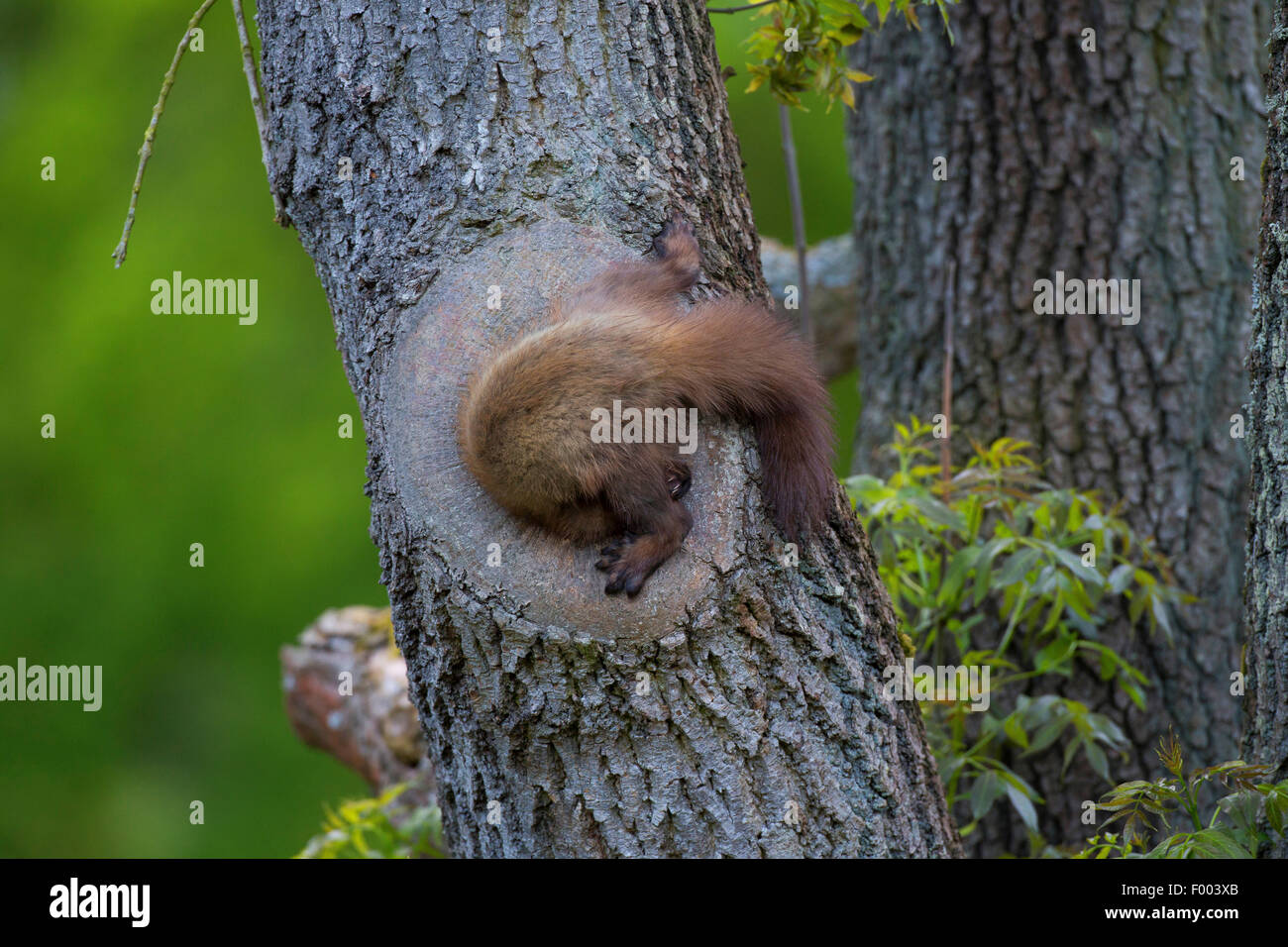 European pine marten (Martes martes), pine marten at a tree hole, going nesting a breeding cave, Germany Stock Photo