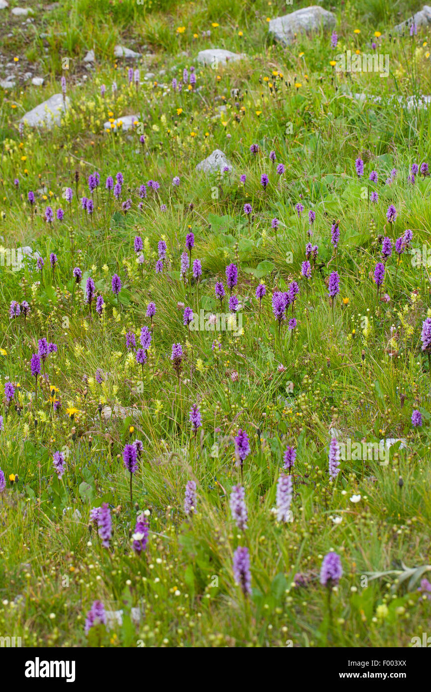 orchid (Dactylorhiza spec.), flowering alpine meadow with orchids, Germany Stock Photo