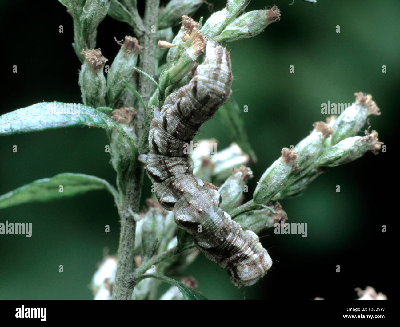 moth (Cucullia fraudatrix), caterpillar on mugwort, Germany Stock Photo