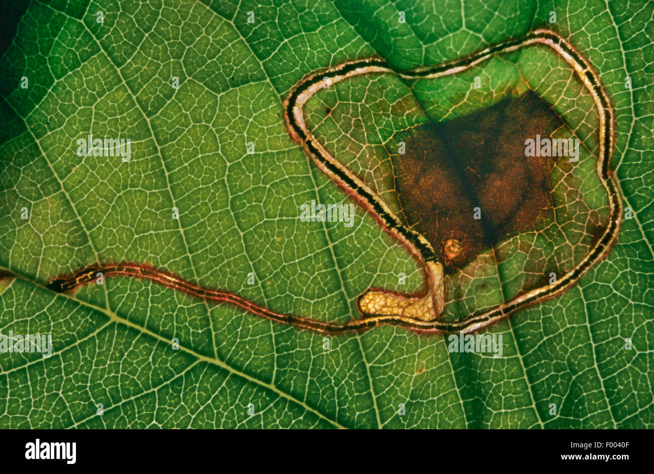 apple leafminer, Clerk's snowy bentwing (Lyonetia clerkella), larva in a mine in a cherry leaf, Prunus avium, Germany Stock Photo
