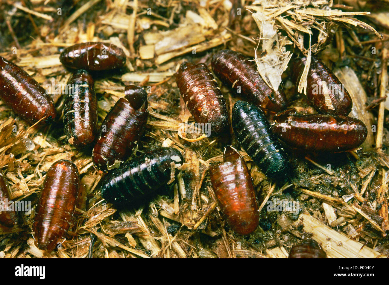 house fly (Musca domestica), pupas and exuviae, Germany Stock Photo