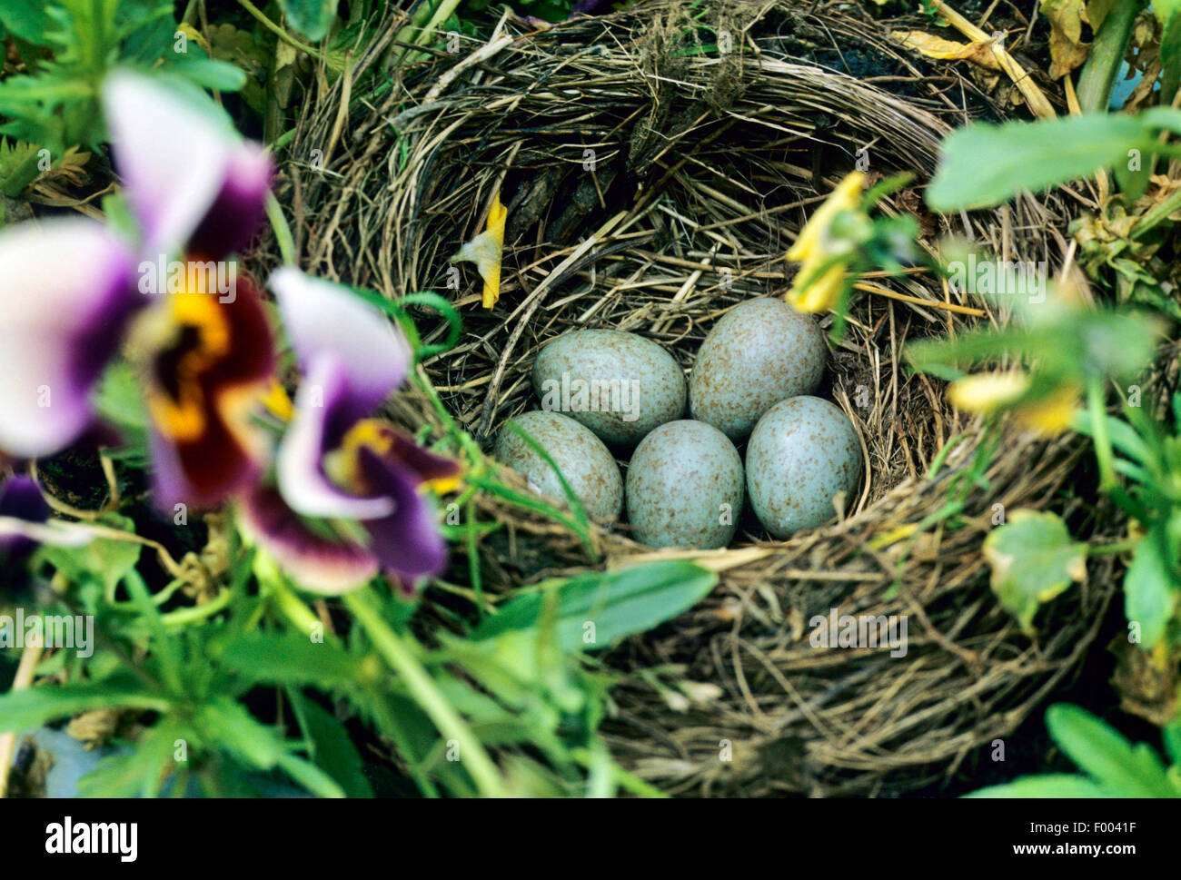 blackbird (Turdus merula), blackbird nest with eggs in a flower box with pansies, Germany Stock Photo