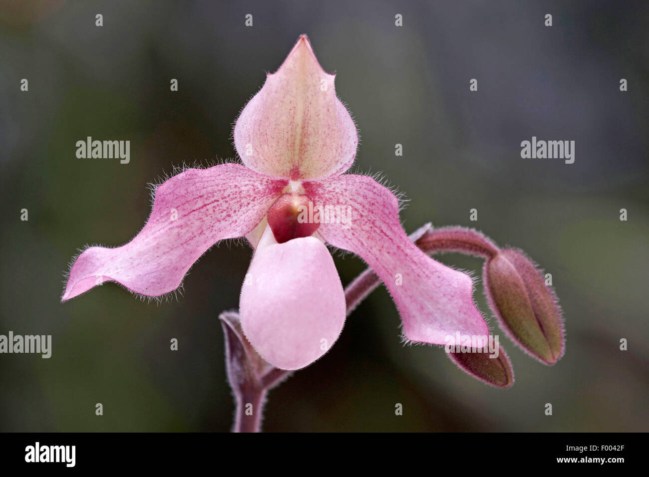 Paphiopedilum (Paphiopedilum Dellophyllum, Paphiopedilum 'Dellophyllum'), flowers Stock Photo