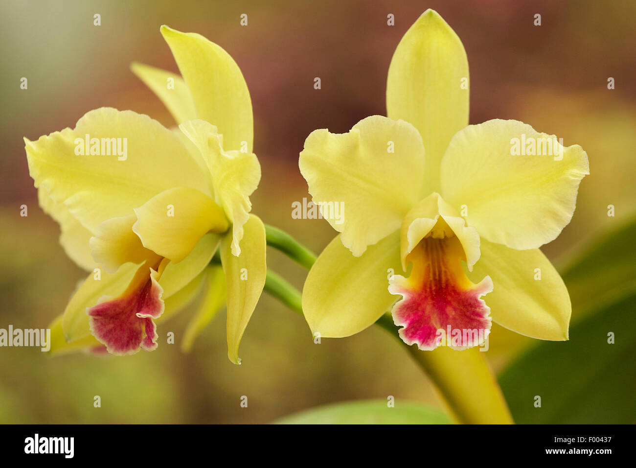 Cattleya orchid (Cattleya spec.), Cattleya luteola x Rhyncholaeliocattleya Memoria Helen Brown Stock Photo
