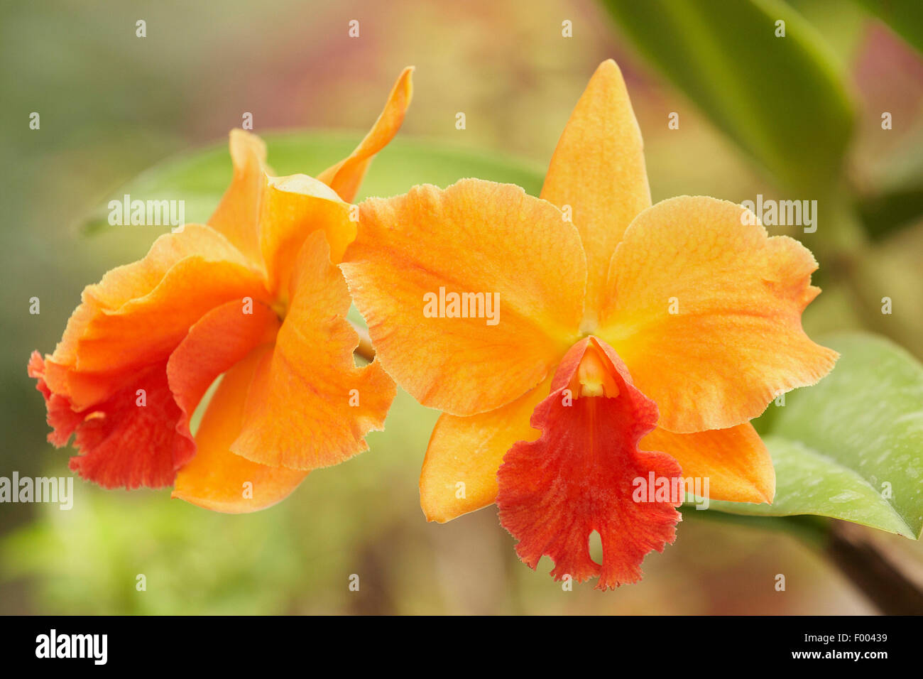 Cattleya orchid (Cattleya spec.), Cattleya Vel Doris Infra Red x Rhyncattleanthe Orange Nugge Stock Photo
