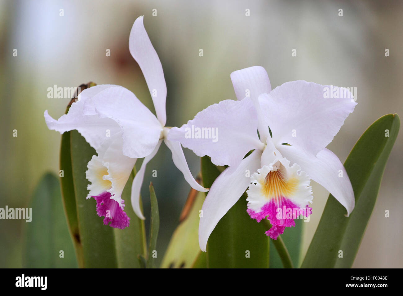 Cattleya mendelii hi-res stock photography and images - Alamy
