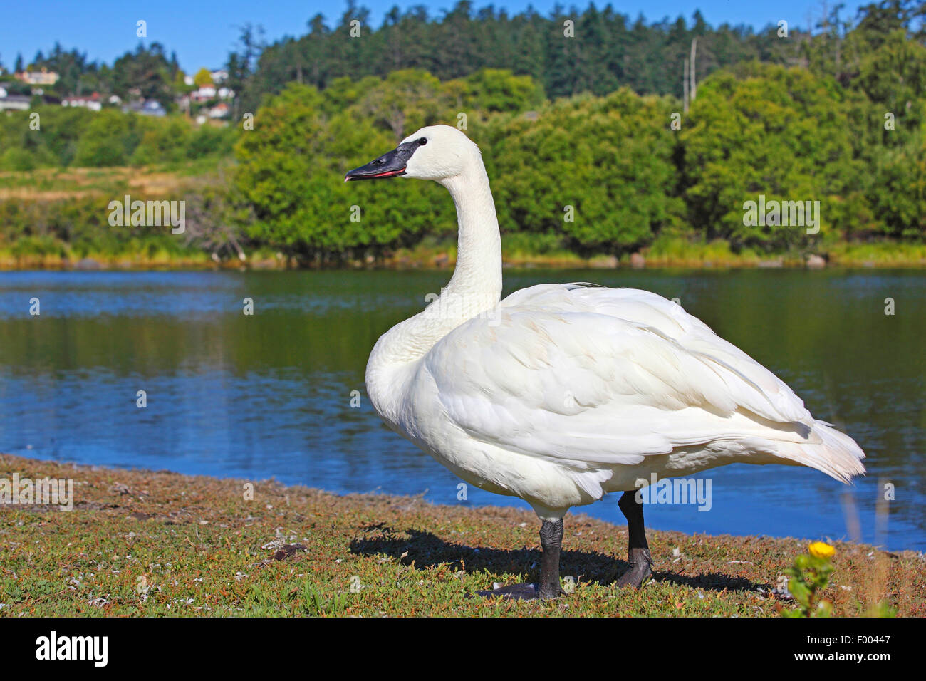 trumpeter swan (Cygnus buccinator), stands at the shore of the Esquimalt Lagoon, Canada, Vancouver Island, Victoria Stock Photo