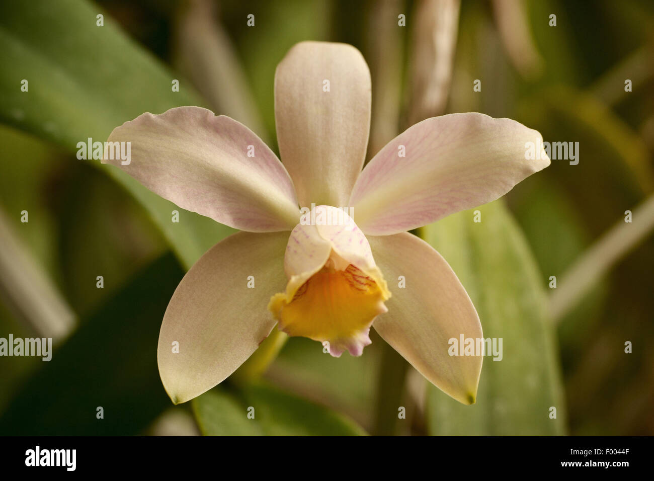 Cattleya orchid ((Cattleya forbesii x Cattleya cinnabarina) x Cattleya luteola), flower Stock Photo