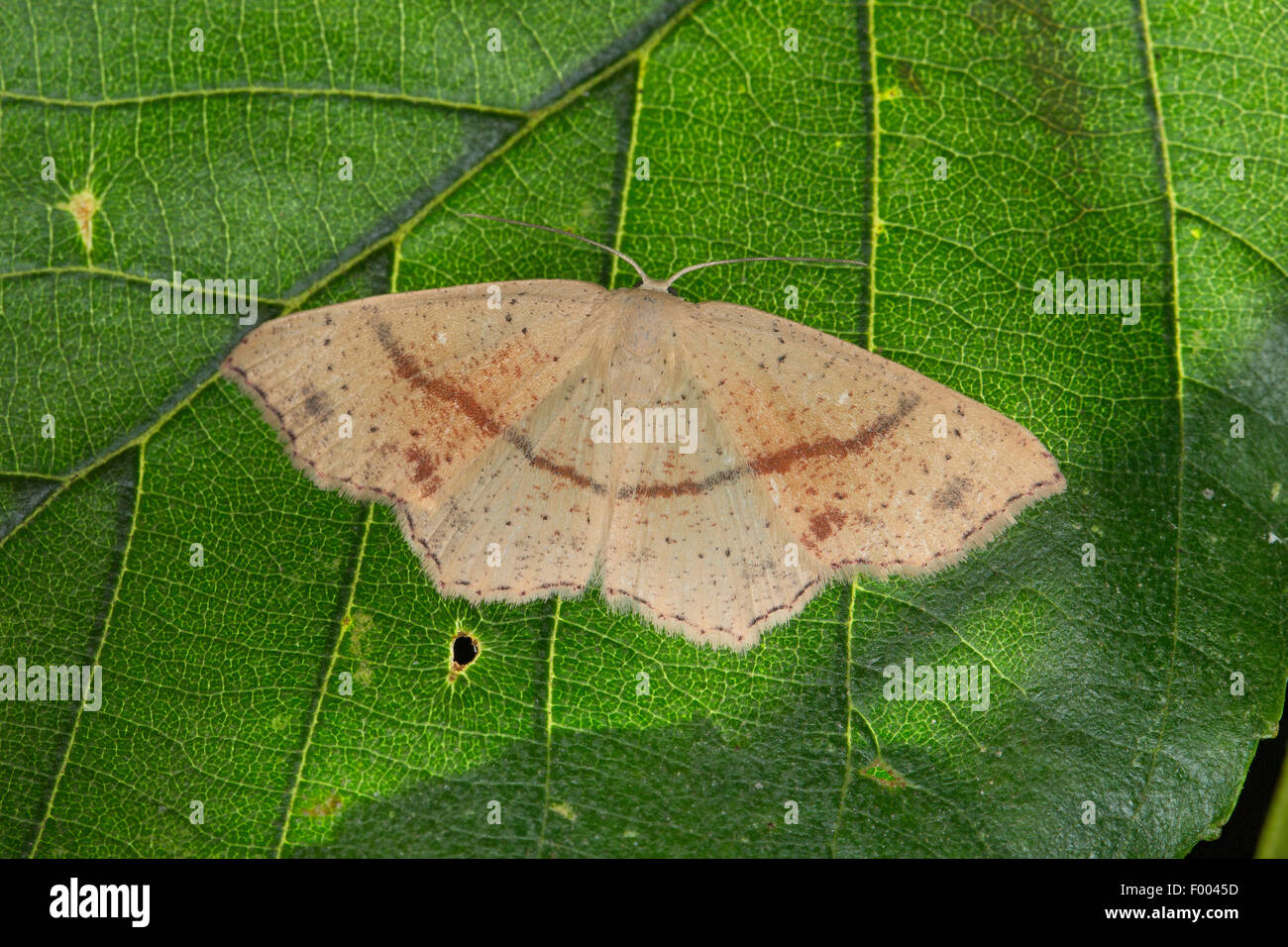 Maiden's blush moth (Cosymbia punctaria, Cyclophora punctaria), on a leaf, Germany Stock Photo