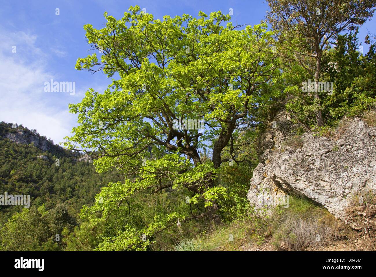 Downy Oak (Quercus pubescens) Stock Photo