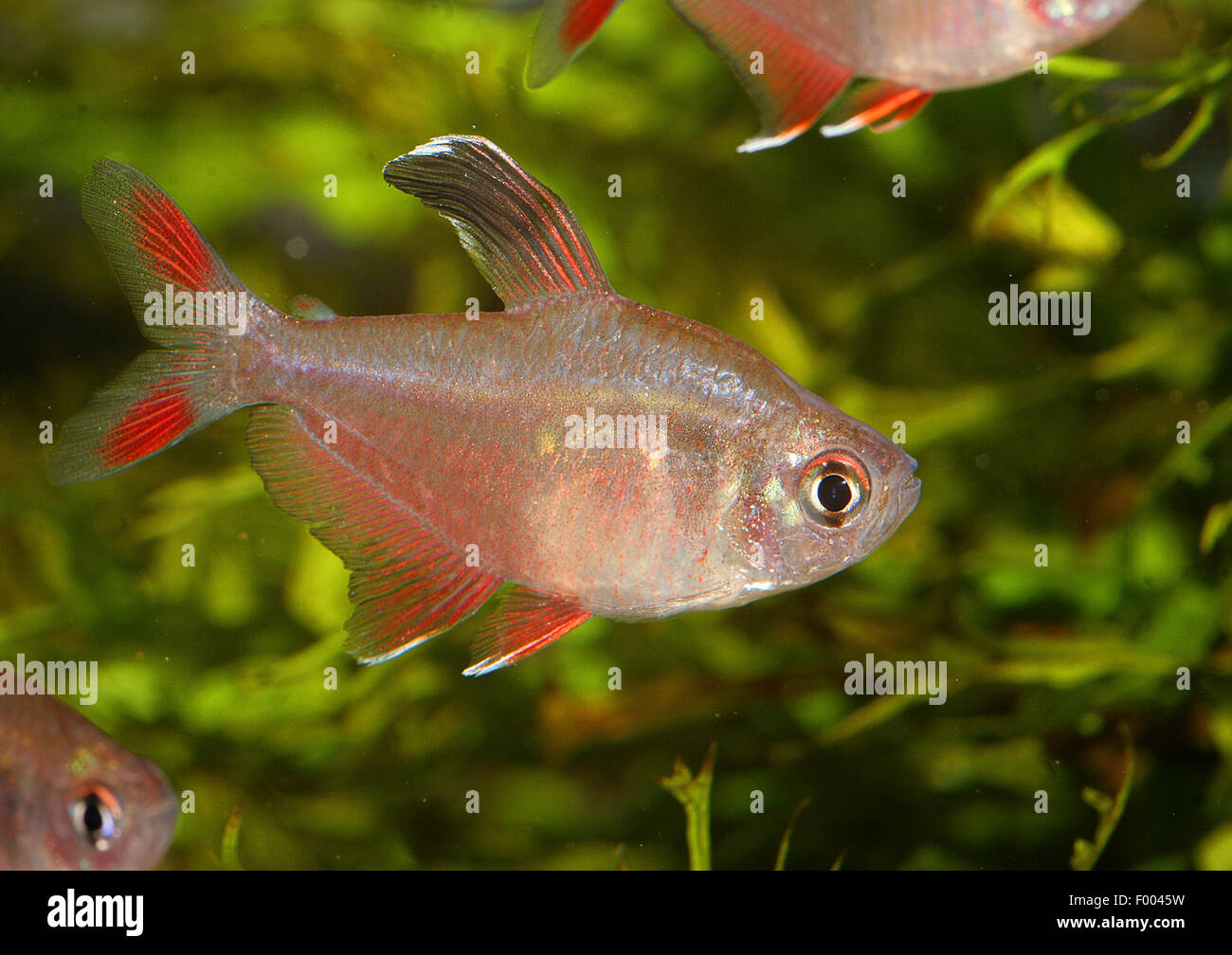 Rosy tetra, Ornate tetra (Hyphessobrycon bentosi), swimming Stock Photo