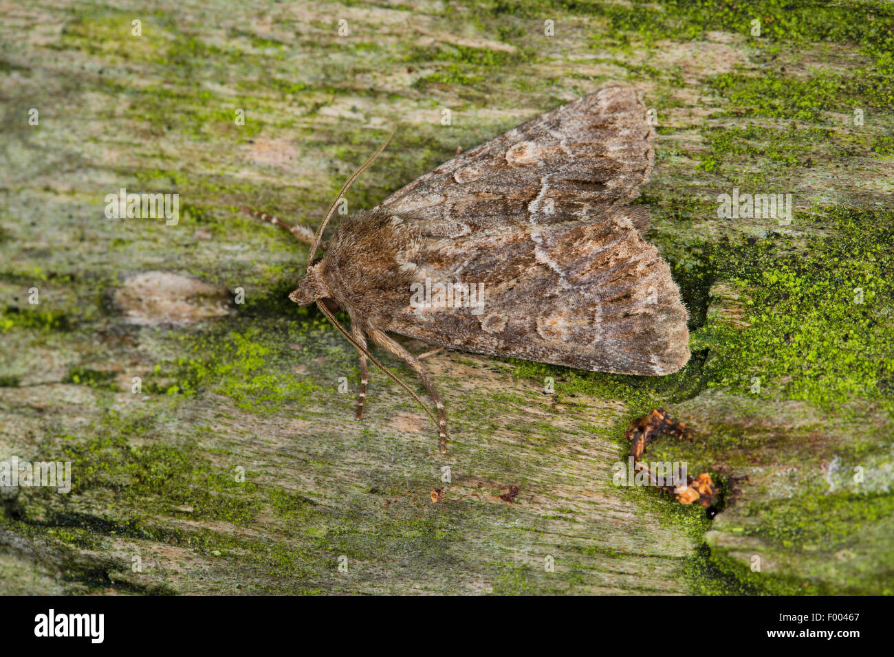 Straw underwing (Thalpophila matura, Phalaena matura), on green bark, Germany Stock Photo