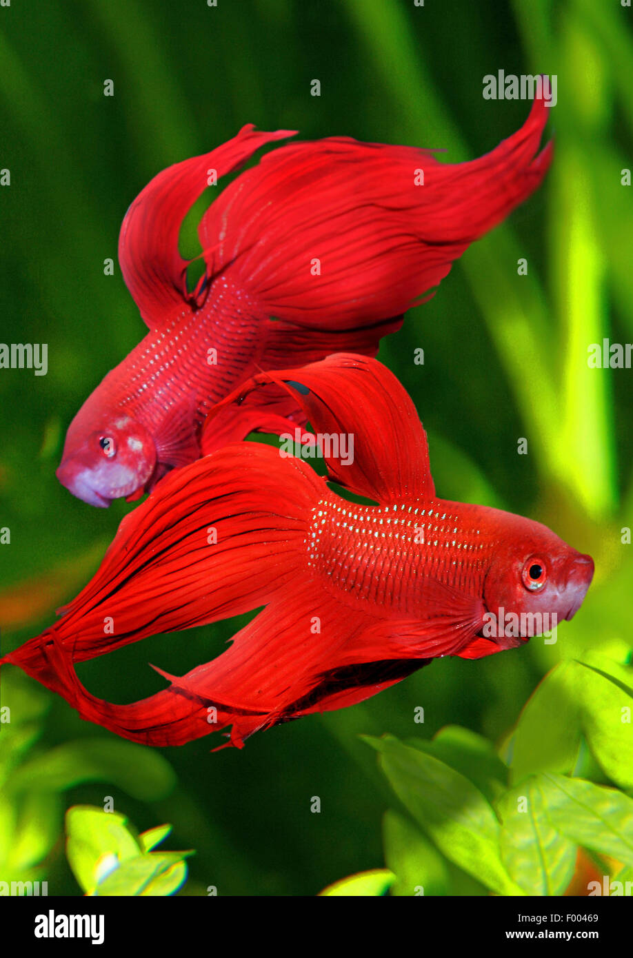 Siamese fighting fish, Siamese fighter (Betta splendens), two Siamese fighting fishes Stock Photo