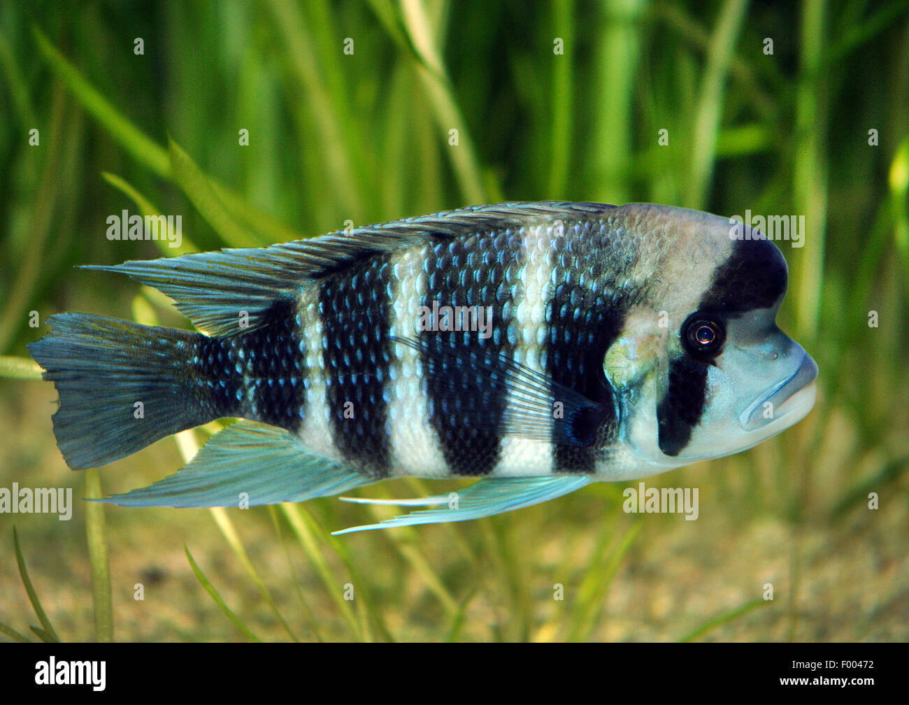 Humphead cichlid, Frontosa (Cyphotilapia frontosa), swimming Stock Photo