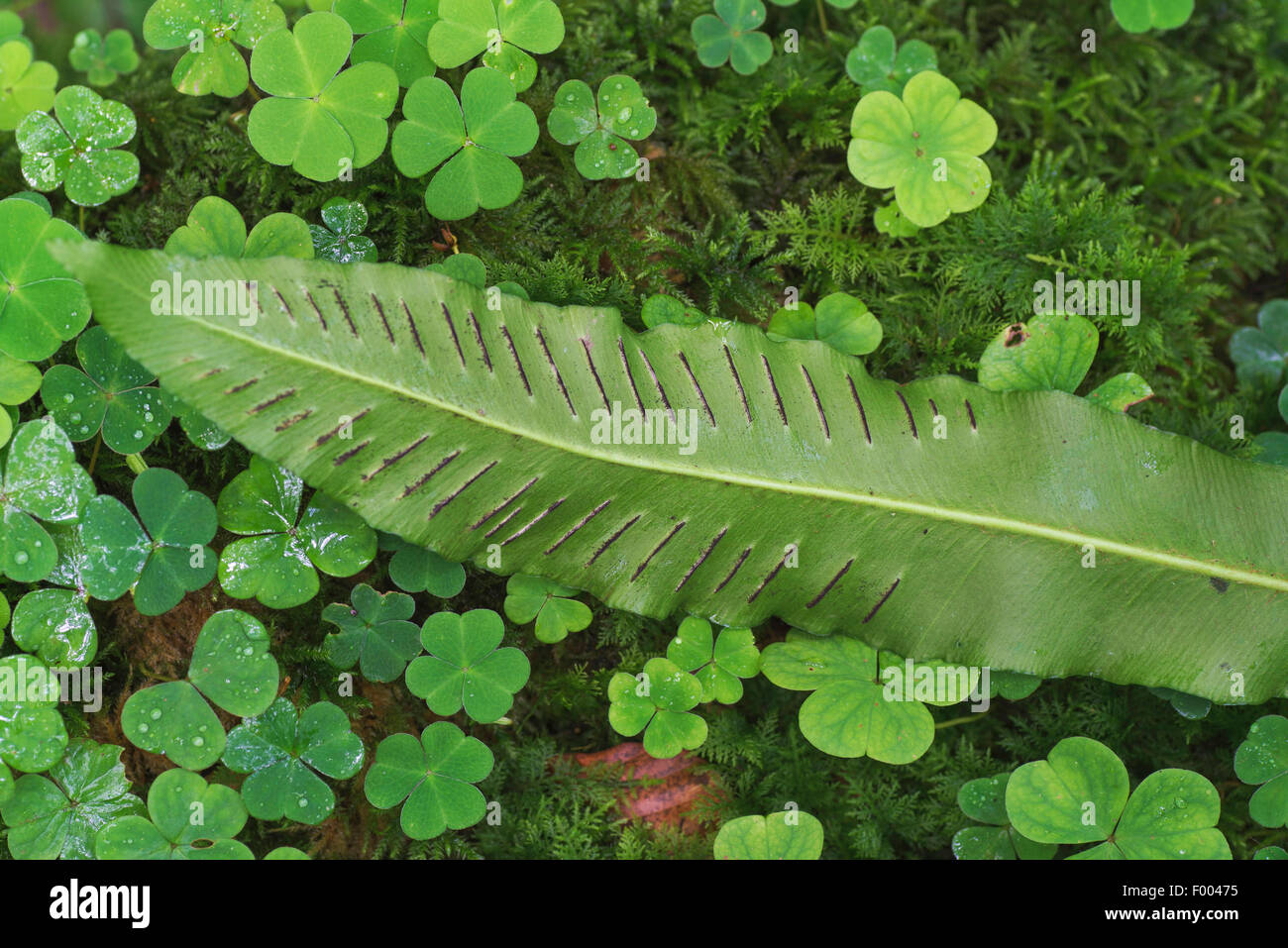 hart's tongue, European harts-tongue fern (Asplenium scolopendrium, Phyllitis scolopendrium), underside of leaf with sori, Germany, Bavaria Stock Photo