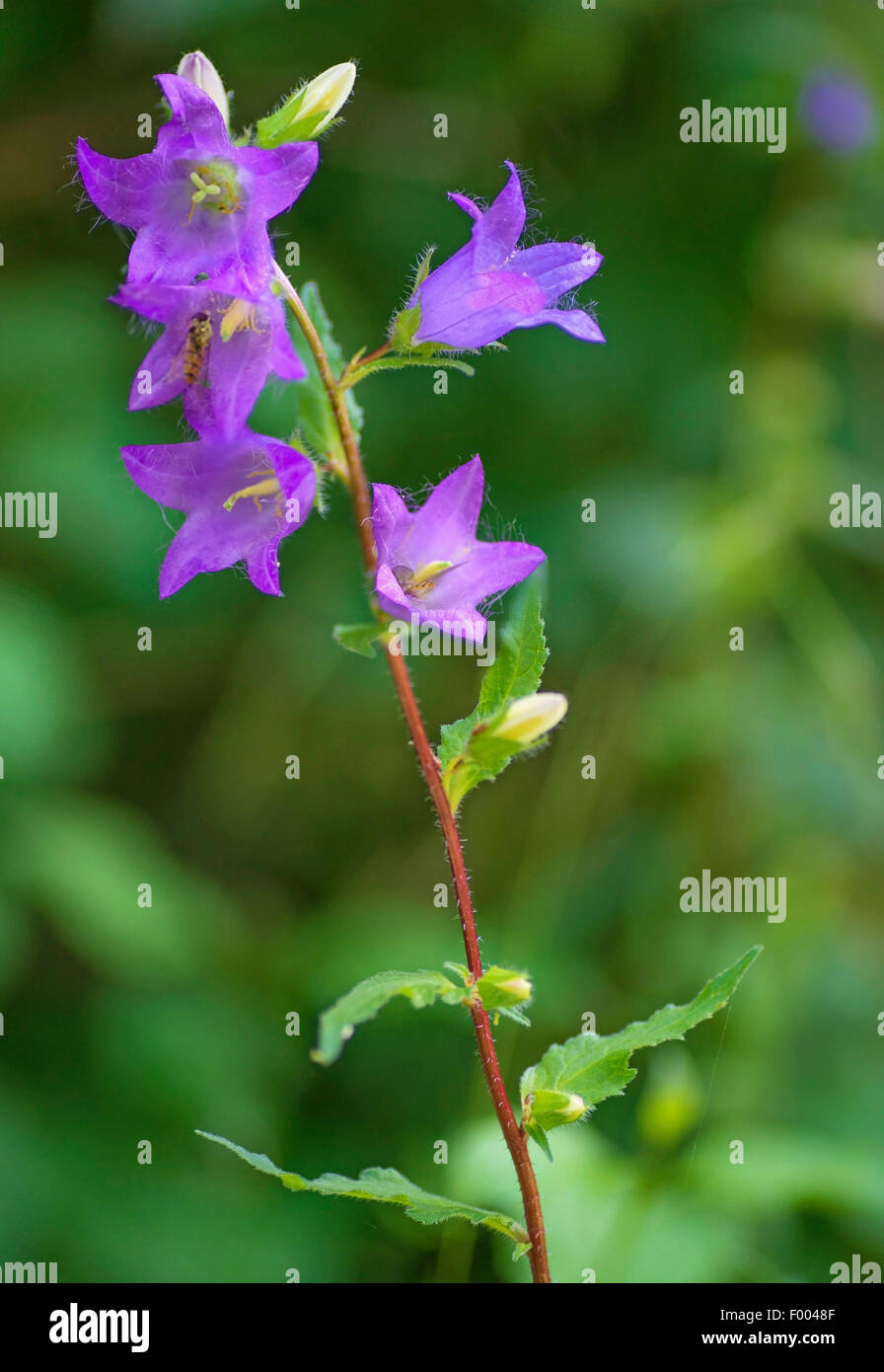 batsinthebelfry, nettleleaved bellflower (Campanula trachelium