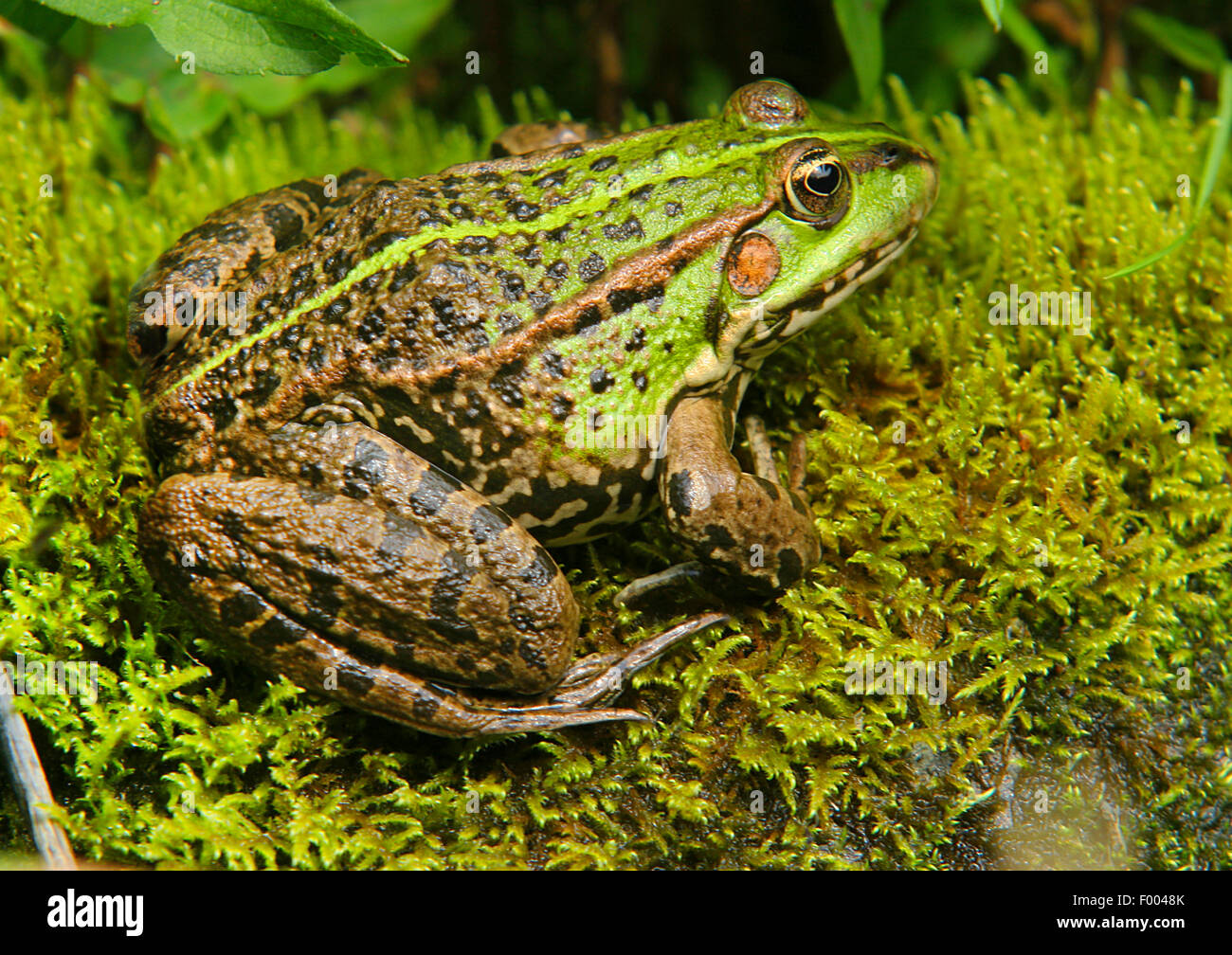 European edible frog, common edible frog (Rana kl. esculenta, Rana esculenta, Pelophylax esculentus), sits on moss, Germany Stock Photo