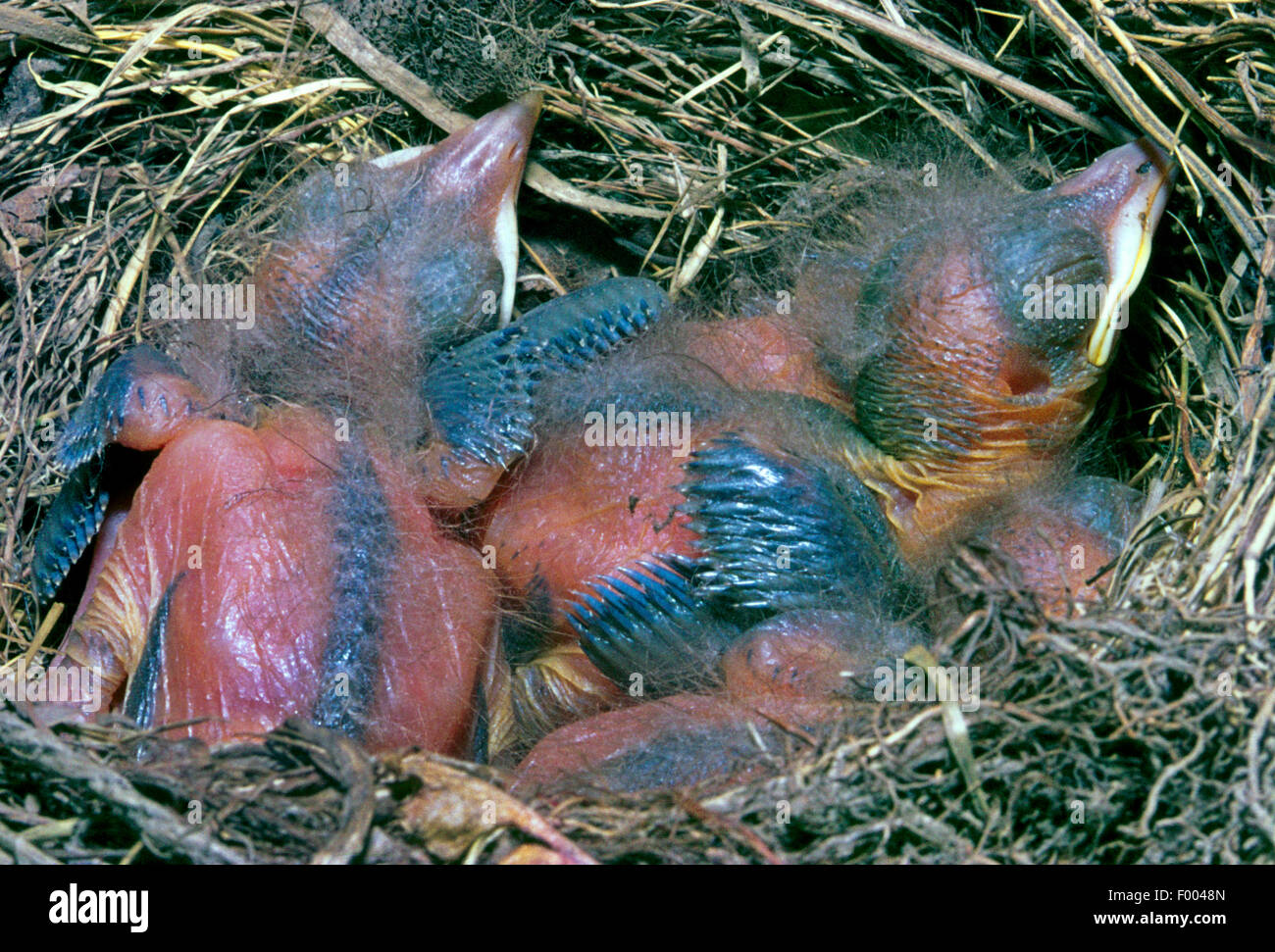 blackbird (Turdus merula), blackbird squabs in the nest, Germany Stock Photo