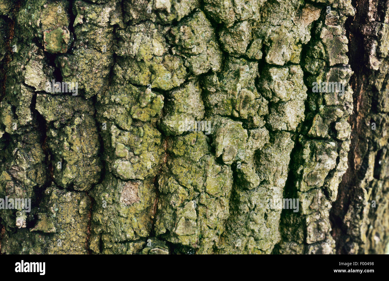 Pyrenean Oak (Quercus pyrenaica), bark Stock Photo