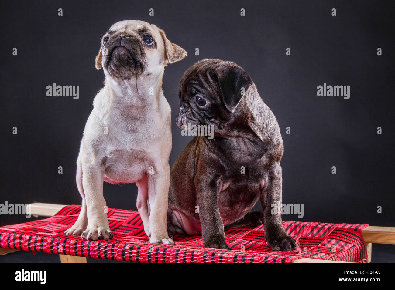 Pug (Canis lupus f. familiaris), two cute pug puppies together on a toboggan Stock Photo