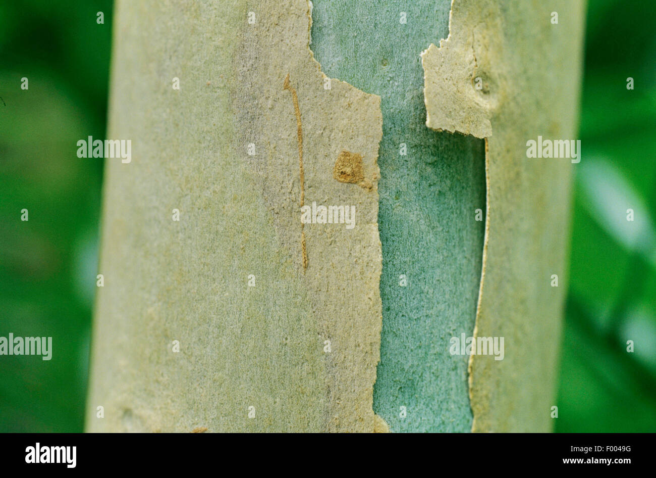 citron-scented gum (Eucalyptus citriodora), bark Stock Photo