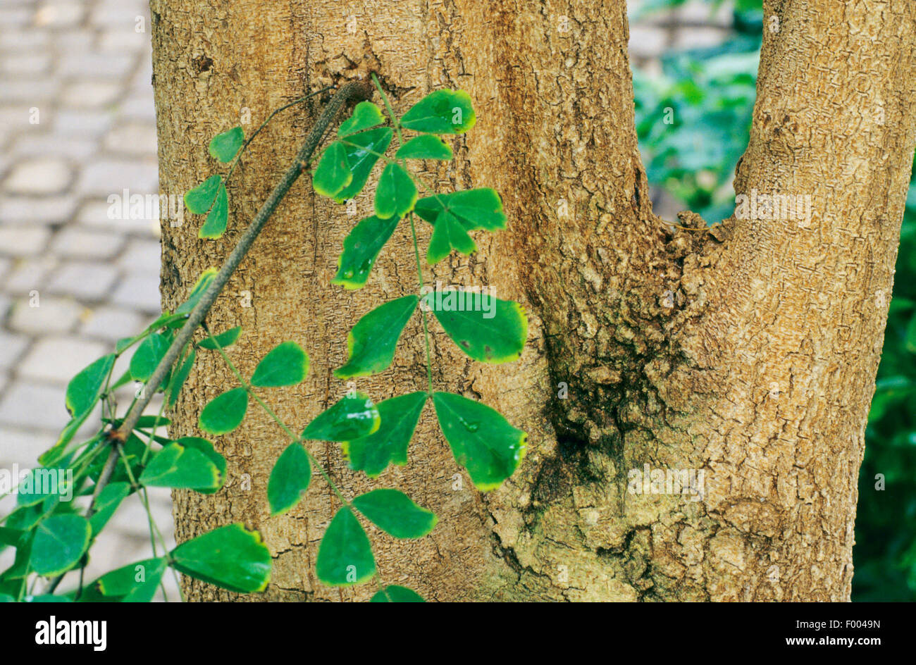 bloodwoodtree, bloodwood tree, logwood (Haematoxylum campechianum), bark Stock Photo