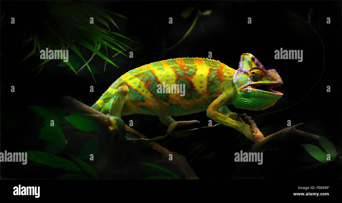 Panther chameleon (Furcifer pardalis, Chamaeleo pardalis), on a branch, Madagascar Stock Photo
