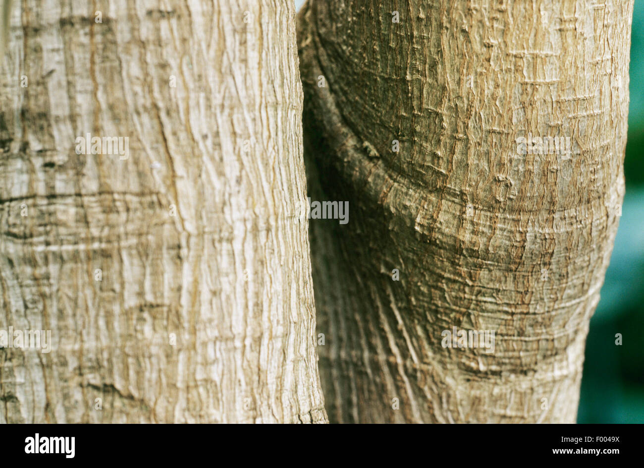 Panama Rubber Tree (Castilla elastica), bark Stock Photo