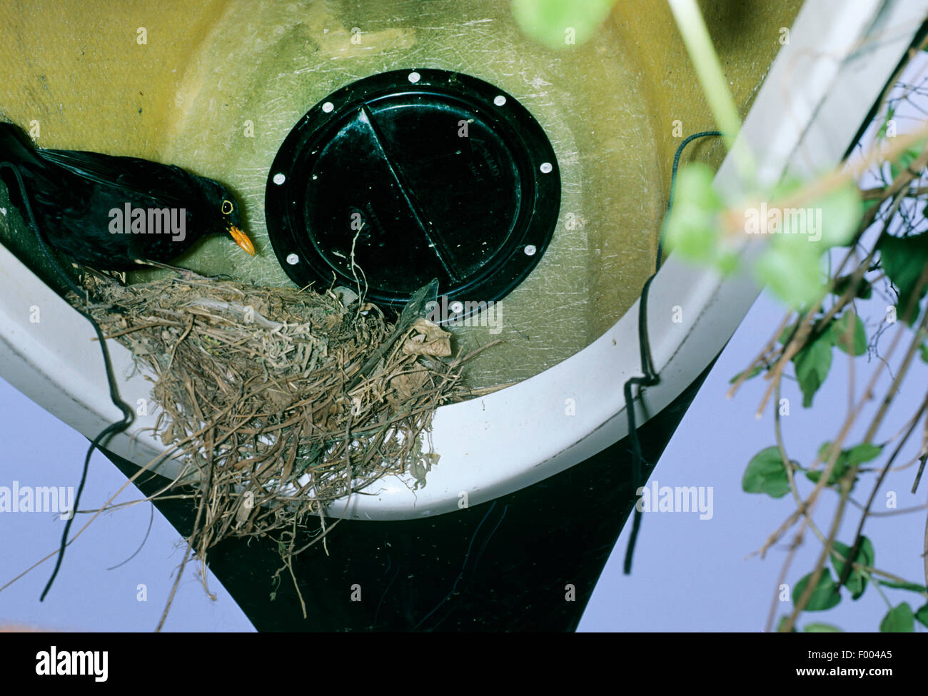 blackbird (Turdus merula), blackbird nest in a kanou, Germany Stock Photo