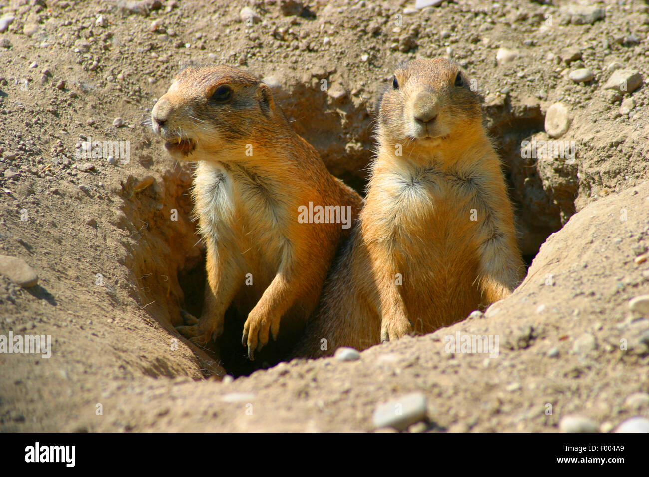 black-tailed prairie dog, Plains prairie dog (Cynomys ludovicianus), sit in the den and watching out Stock Photo