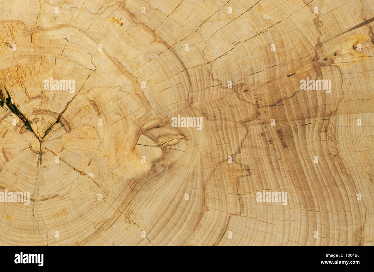 common beech (Fagus sylvatica), trunk, cross section Stock Photo