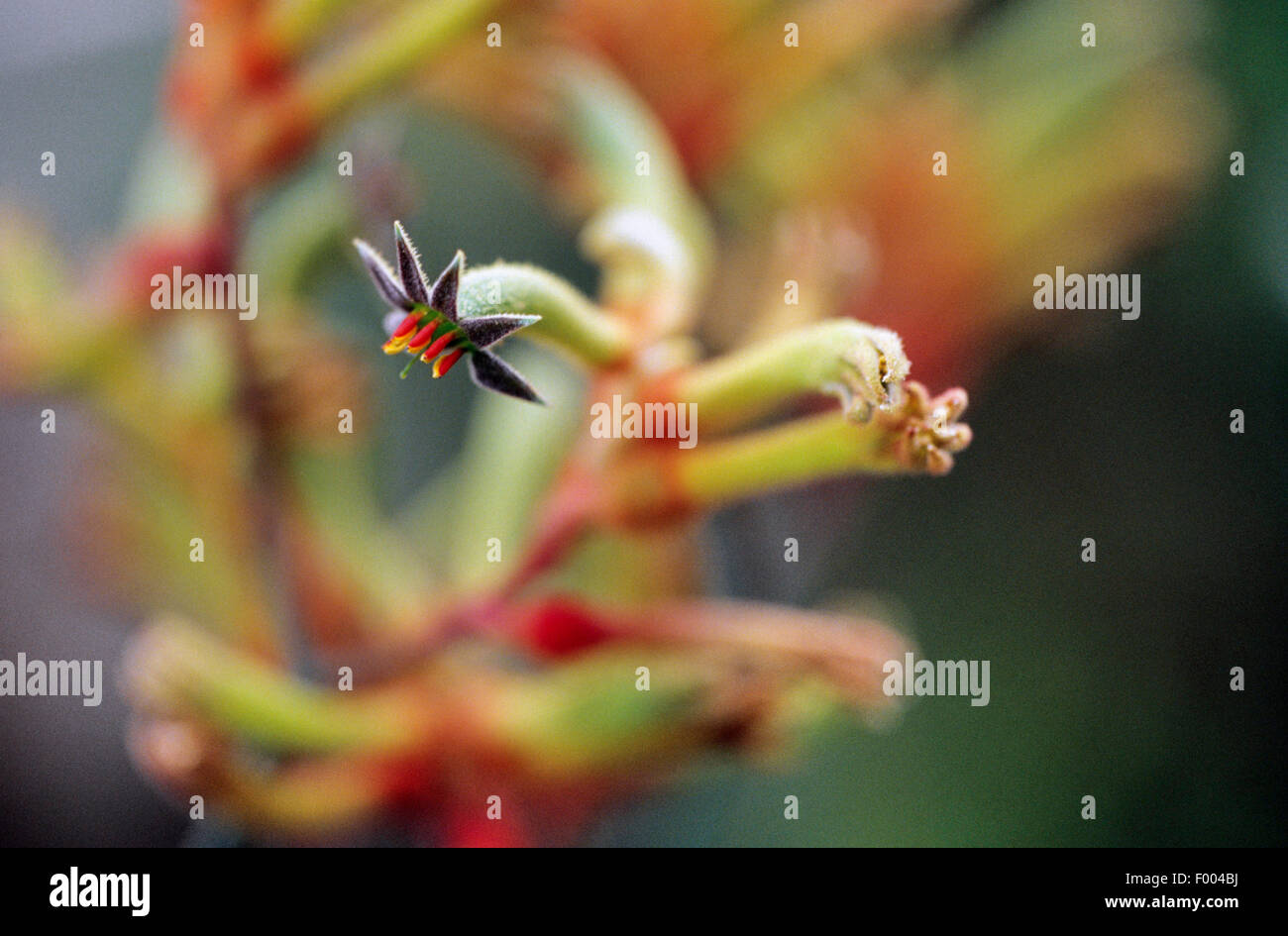 kangaroo paws (Anigozanthos manglesii), flower Stock Photo