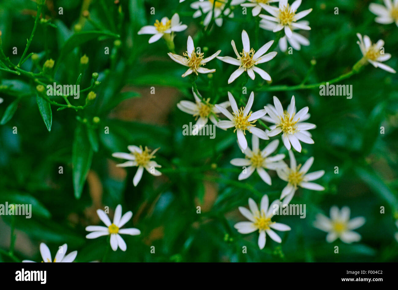 Sticky daisy bush (Olearia elliptica), blooming, Australia Stock Photo