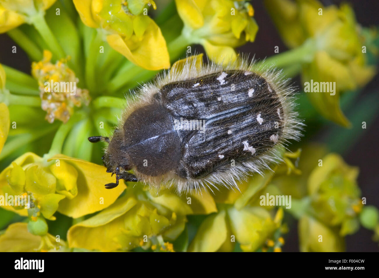 Hairy beetle, Apple blossom beetle (Tropinota hirta, Epicometis hirta), on yellow flowers, Germany Stock Photo