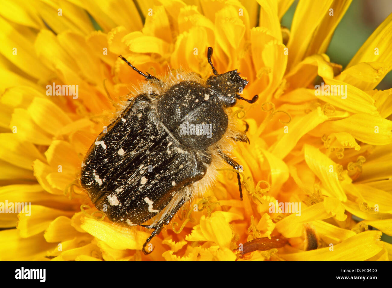 Hairy beetle, Apple blossom beetle (Tropinota hirta, Epicometis hirta), on a yellow flower, Germany Stock Photo