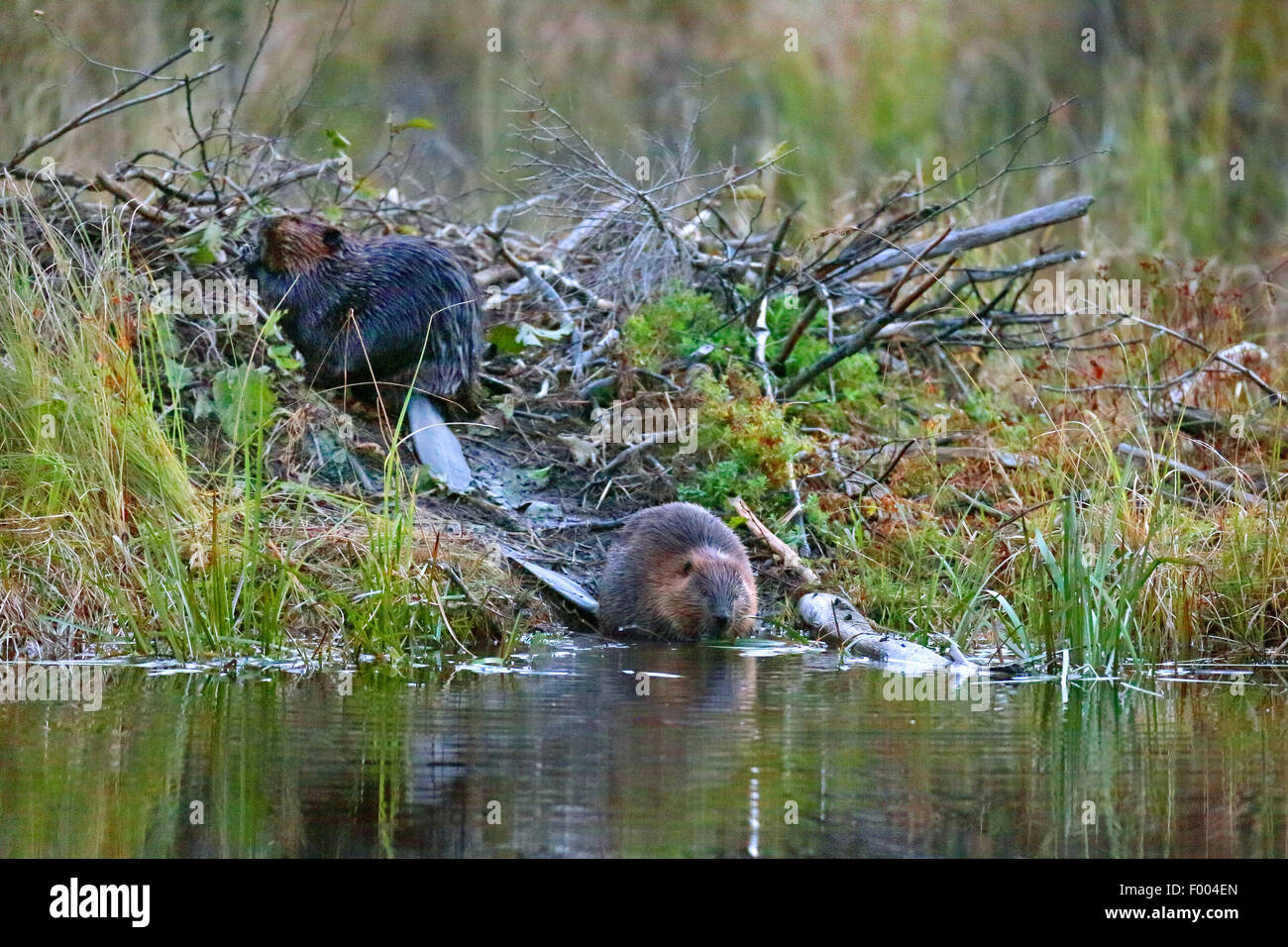 North American beaver, Canadian beaver (Castor canadensis), pair sits at the beaver lodge, Canada, Ontario, Algonquin Provincial Park Stock Photo