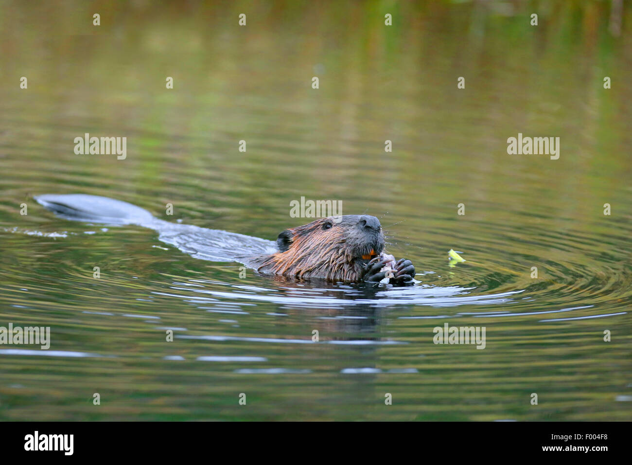 North American beaver, Canadian beaver (Castor canadensis), swimming and feeding, Canada, Ontario, Algonquin Provincial Park Stock Photo