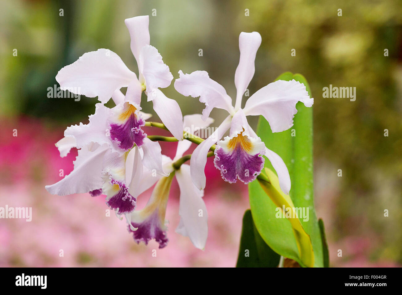 Cattleya (Cattleya warneri var. coerulea), flowers Stock Photo